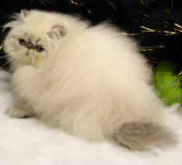 Himalayan Cats for sale in Macomb, MI 48042, USA. price: $800