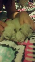 Himalayan Cats for sale in Allegan, MI 49010, USA. price: $600
