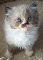 Himalayan Cats for sale in Rochester Hills, MI, USA. price: $800