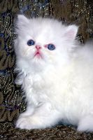 Himalayan Cats for sale in Brooklyn, NY 11214, USA. price: $1,000