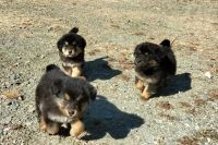 Himalayan Mastiff Puppies Photos