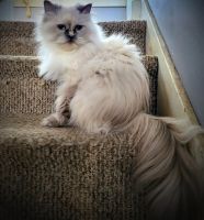 Himalayan Persian Cats for sale in Chicago, IL, USA. price: $200