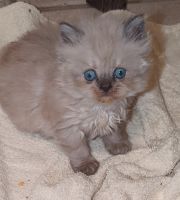 Himalayan Persian Cats for sale in Deatsville, AL 36022, USA. price: $90,000