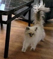 Himalayan Persian Cats for sale in Omaha, NE, USA. price: $200
