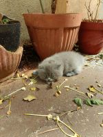 Himalayan Persian Cats for sale in Mysuru, Karnataka, India. price: 7,499 INR