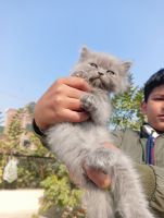 Himalayan Persian Cats Photos