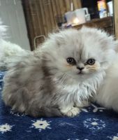 Himalayan Persian Cats for sale in Deatsville, AL 36022, USA. price: $850