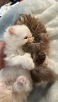 Himalayan Persian Cats for sale in Charlotte, NC, USA. price: $1,500