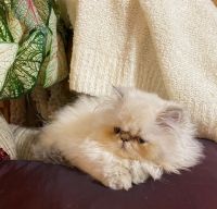 Himalayan Persian Cats for sale in Hendersonville, TN, USA. price: $750
