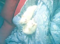Himalayan Persian Cats for sale in Fond du Lac, WI, USA. price: $200
