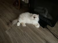 Himalayan Persian Cats for sale in Clio, SC 29525, USA. price: $100