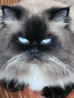 Himalayan Persian Cats for sale in Mandeville, LA, USA. price: $500