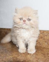 Himalayan Persian Cats for sale in Orlando, FL, USA. price: $1,500
