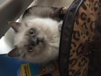 Himalayan Persian Cats for sale in Miami, FL, USA. price: $700