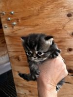 Himalayan Persian kittens