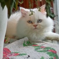 Himalayan Persian Cats for sale in Painesville, OH 44077, USA. price: $400