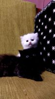 Himalayan Persian Cats for sale in Karvenagar, Pune, Maharashtra, India. price: 7,000 INR