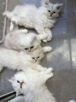 Himalayan Persian Cats Photos