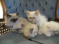 Himalayan Persian Cats for sale in Grand Prairie, TX, USA. price: $350