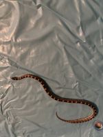 Hognose Snake Reptiles Photos