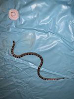 Hognose Snake Reptiles for sale in Gage, OK, USA. price: $8,000