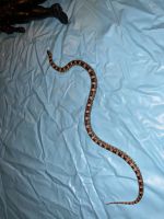 Hognose Snake Reptiles Photos