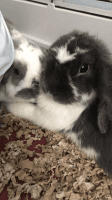 Holland Lop Rabbits for sale in Palmdale, CA, USA. price: $400