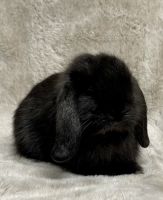 Holland Lop Rabbits for sale in Fort Lauderdale, FL, USA. price: $300