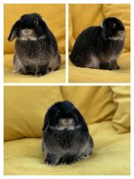 Holland Lop Rabbits for sale in Irvine, CA, USA. price: $200