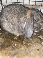 Holland Lop Rabbits for sale in Crowley, TX 76036, USA. price: $50