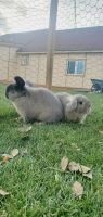 Holland Lop Rabbits for sale in Moses Lake, WA 98837, USA. price: $60