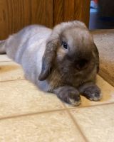 Holland Lop Rabbits for sale in Wausau, WI, USA. price: $100