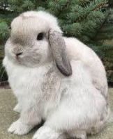 Holland Lop Rabbits for sale in Stockton, CA, USA. price: $250