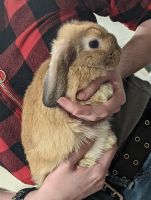 Holland Lop Rabbits for sale in Tempe, AZ, USA. price: $150