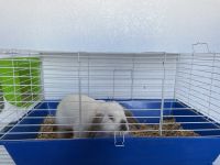 Holland Lop Rabbits for sale in Albuquerque, NM 87124, USA. price: $150