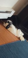Holland Lop Rabbits for sale in Monroe, WA, USA. price: $300