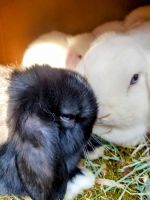 Holland Lop Rabbits Photos