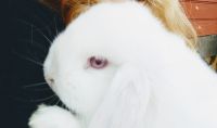 Holland Lop Rabbits for sale in Frederick, MD, USA. price: $40