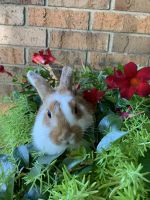 Holland Lop Rabbits for sale in Schererville, IN 46375, USA. price: $25