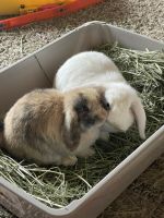 Holland Lop Rabbits for sale in Frisco, TX, USA. price: $600