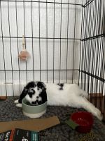 Holland Lop Rabbits for sale in Abilene, TX, USA. price: $50