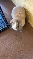 Holland Lop Rabbits for sale in 5580 NW 61st St, Coconut Creek, FL 33073, USA. price: $150