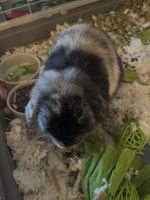Holland Lop Rabbits for sale in Howell, MI, USA. price: $50