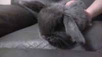 Holland Lop Rabbits for sale in Grants Pass, OR, USA. price: $2,500