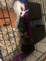 Holland Lop Rabbits for sale in 1407 Hope Ln, Caldwell, ID 83605, USA. price: $50