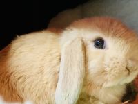 Holland Lop Rabbits Photos