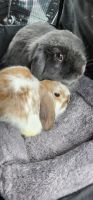 Holland Lop Rabbits for sale in Sellersburg, IN 47172, USA. price: NA