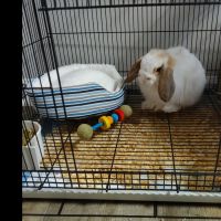 Holland Lop Rabbits for sale in Boynton Beach, FL 33426, USA. price: $80