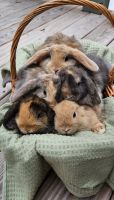 Holland Lop Rabbits for sale in Center Conway, Conway, NH 03813, USA. price: $100