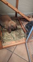 Holland Lop Rabbits for sale in Queen Creek, AZ 85140, USA. price: NA